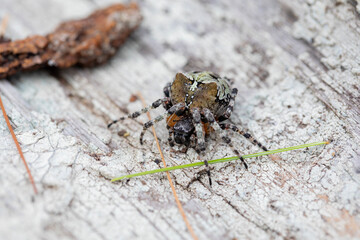 A large orb weaving spider (araneus nordmanni) in her natural habitat in a forest in Ontario, Canada.