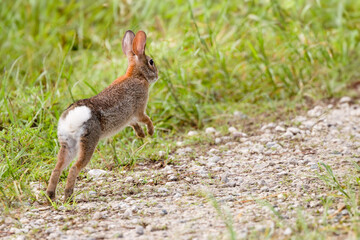 An eastern cottontail rabbit (Sylvilagus floridanus) running and showing its white tail in Duette,...