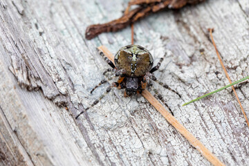 A large orb weaving spider (araneus nordmanni) in her natural habitat in a forest in Ontario, Canada.