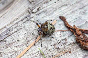 A large orb weaving spider (araneus nordmanni) in her natural habitat in a forest in Ontario, Canada.