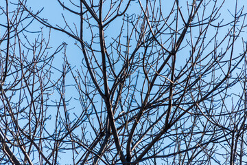 Undergrowth of dry branches of a tree with the sky in the background.