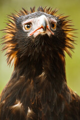 The wedge-tailed eagle is the largest bird of prey in the continent of Australia. It is also found in southern New Guinea to the north and is distributed as far south as the state of Tasmania.