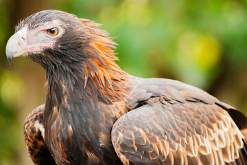 The wedge-tailed eagle is the largest bird of prey in the continent of Australia. It is also found in southern New Guinea to the north and is distributed as far south as the state of Tasmania.