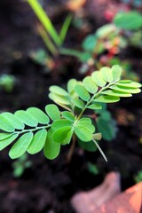 Phyllanthus urinaria L in nature beautiful blurry background