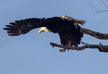American Bald Eagle Taking Off