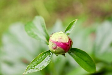 Water droplets on a new bloom. 