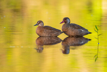 Casal de Marreca-ananaí (Amazonetta brasiliensis)