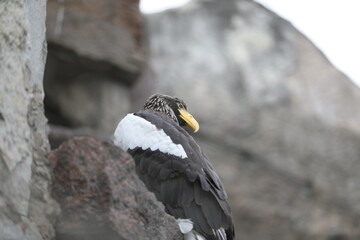 Steller's sea eagle with yellow beak sitting on rocks (Haliaeetus pelagicus)