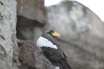 Steller's sea eagle with yellow beak sitting on rocks (Haliaeetus pelagicus)