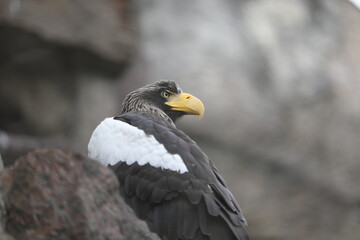 Steller's sea eagle with yellow beak sitting on rocks (Haliaeetus pelagicus)