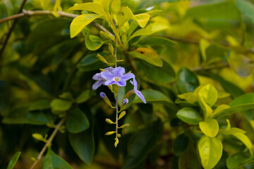 Hermosa flor violeta en el jard&iacute;n