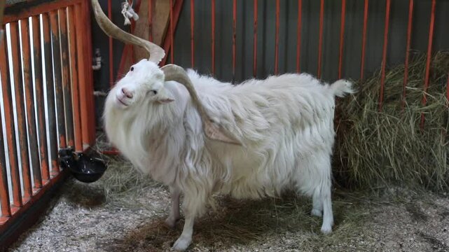 The white goat scratches its sides with its horns in the covered pen