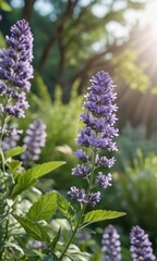 Obraz premium Purple Flowers in Sunlight.