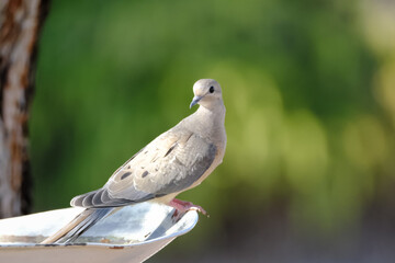 A dove sitting on the edge of a bird bath in a garden