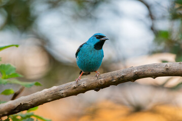 Pássaro Saí-azul (Dacnis cayana)