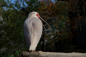 くちばしを開いたトキ