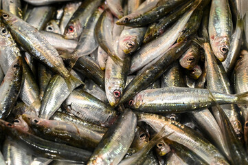 Fototapeta premium Fresh sardines on fish market. Raw fish for sale. Pilchard, close up. 