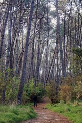 Obraz premium Pine forest and hiking trail at Opoutere, Whangamata, Coromandel Peninsula, New Zealand.
