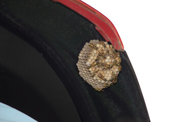 Wespennest im Zwischenraum der Kofferraumtür vom Auto