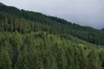 Dense Evergreen Forest on Mountain Slope under Overcast Skies