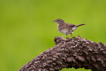 Canário-do-campo (Emberizoides herbicola) 