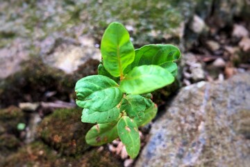 close up of basil leaves