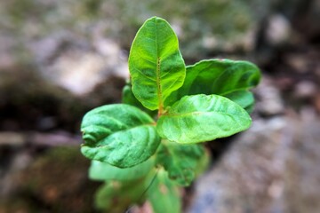 close up of basil leaves