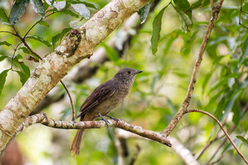 Pássaro Tropeiro-da-serra (Lipaugus lanioides) 
