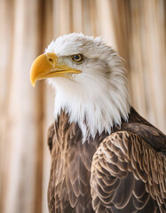 Obraz premium A majestic bald eagle gazes intently