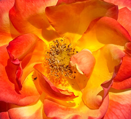 Bright and beautiful rose blossom