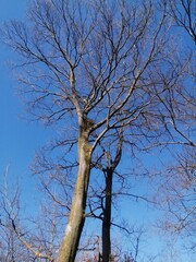 冬の樹上のカラスの巣と青い空