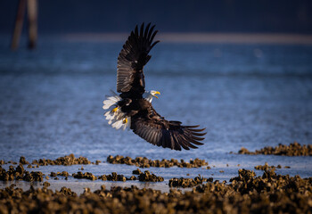 Eagle in descending flight landscape view