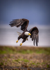 american bald eagle in flight