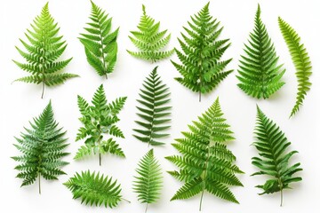 Naklejka premium Top view of assorted fern leaves set isolated on white background, detailed and natural, perfect for botanical illustrations and green designs, no shadow, copy space