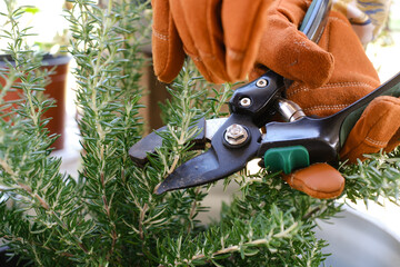 hand prune rosemary for gardening, herb cultivation, or natural medicine.
