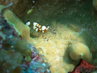 Glass Anemone Shrimp