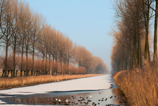 Water birds keep swimming to preserve an ice hole in the frozen Damse Vaart bordered by poplars, near Bruges