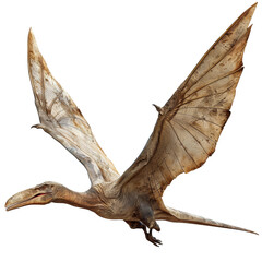 Pteranodon Flight Isolated on Transparent or White Background, PNG