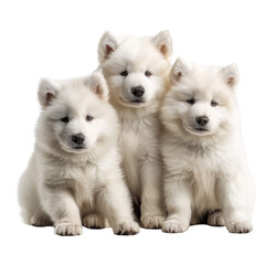 Samoyed Puppies Isolated on Transparent or White Background, PNG