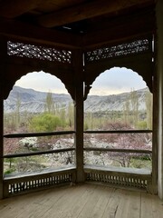 Sukura in Pakistan/ Cherry bloom