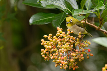 メジロと木の実