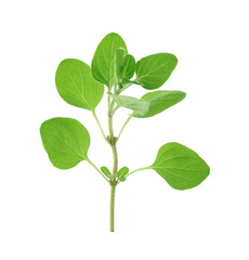 Sprig of fresh green oregano isolated on white