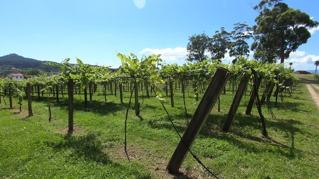 Grape plantation to produce albarino wine, typical of the Galicia region - Sanxenxo, Spain