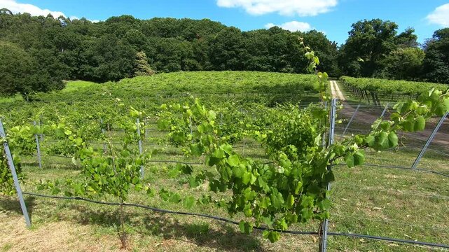 Grape plantation to produce albarino wine, typical of the Galicia region - Sanxenxo, Spain