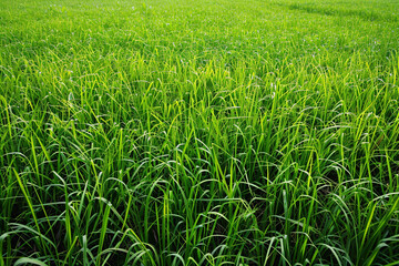 Obraz premium grass field background, green grass, green background