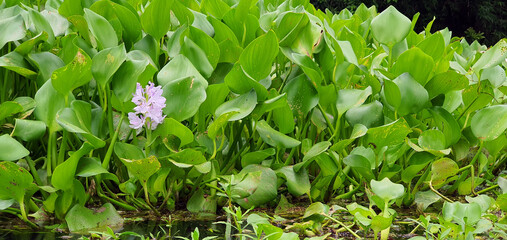 green grass and flowers