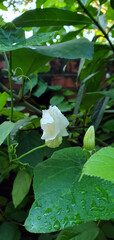 Obraz premium water lily in the garden