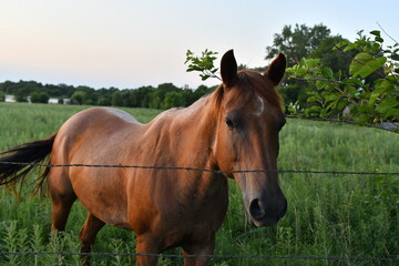 Obraz premium Brown Horse
