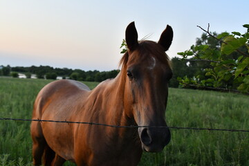 Obraz premium Brown Horse