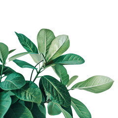 Fototapeta premium Close-up of lush green leaves on a plant against a white background. Vibrant foliage with detailed textures, perfect for nature-themed designs.